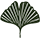   Ginkgo
